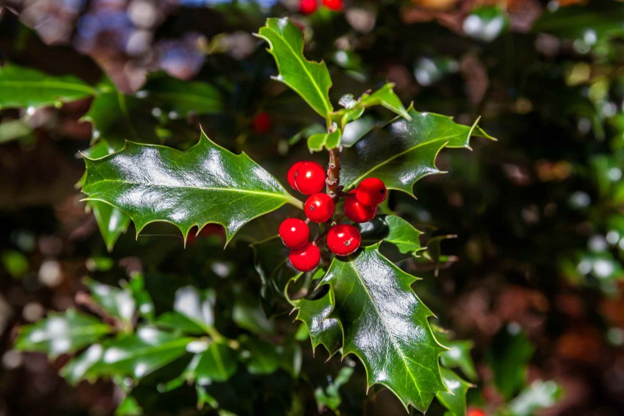 Падуб обыкновенный (Ilex aquifolium);