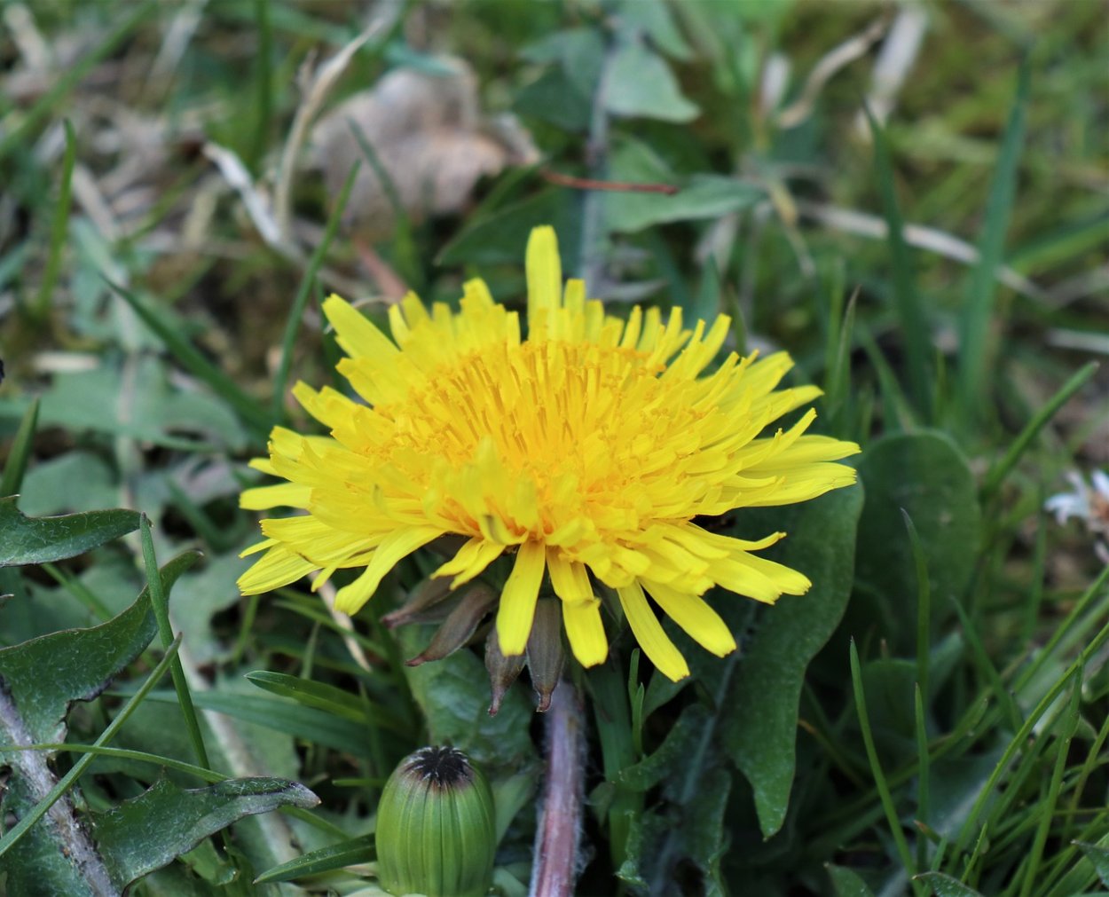 Картофельник сорняк