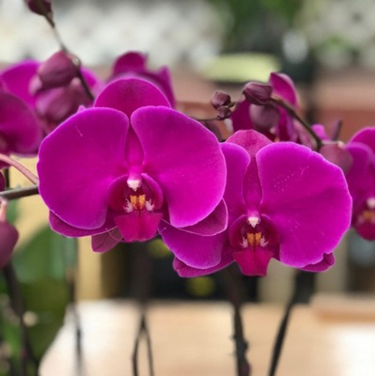 Орхидея Bernhard Phalaenopsis