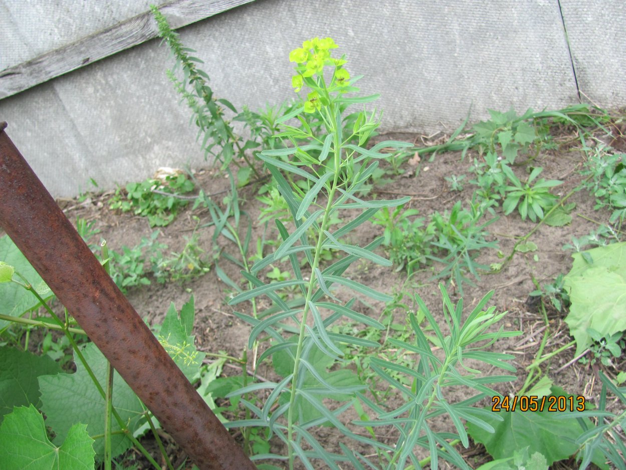 Молочай сорняк огородный