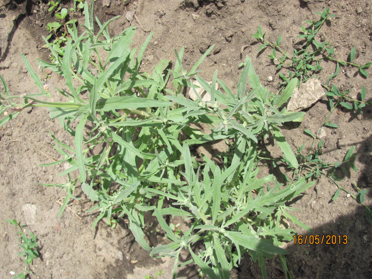 Молочай Сарептский