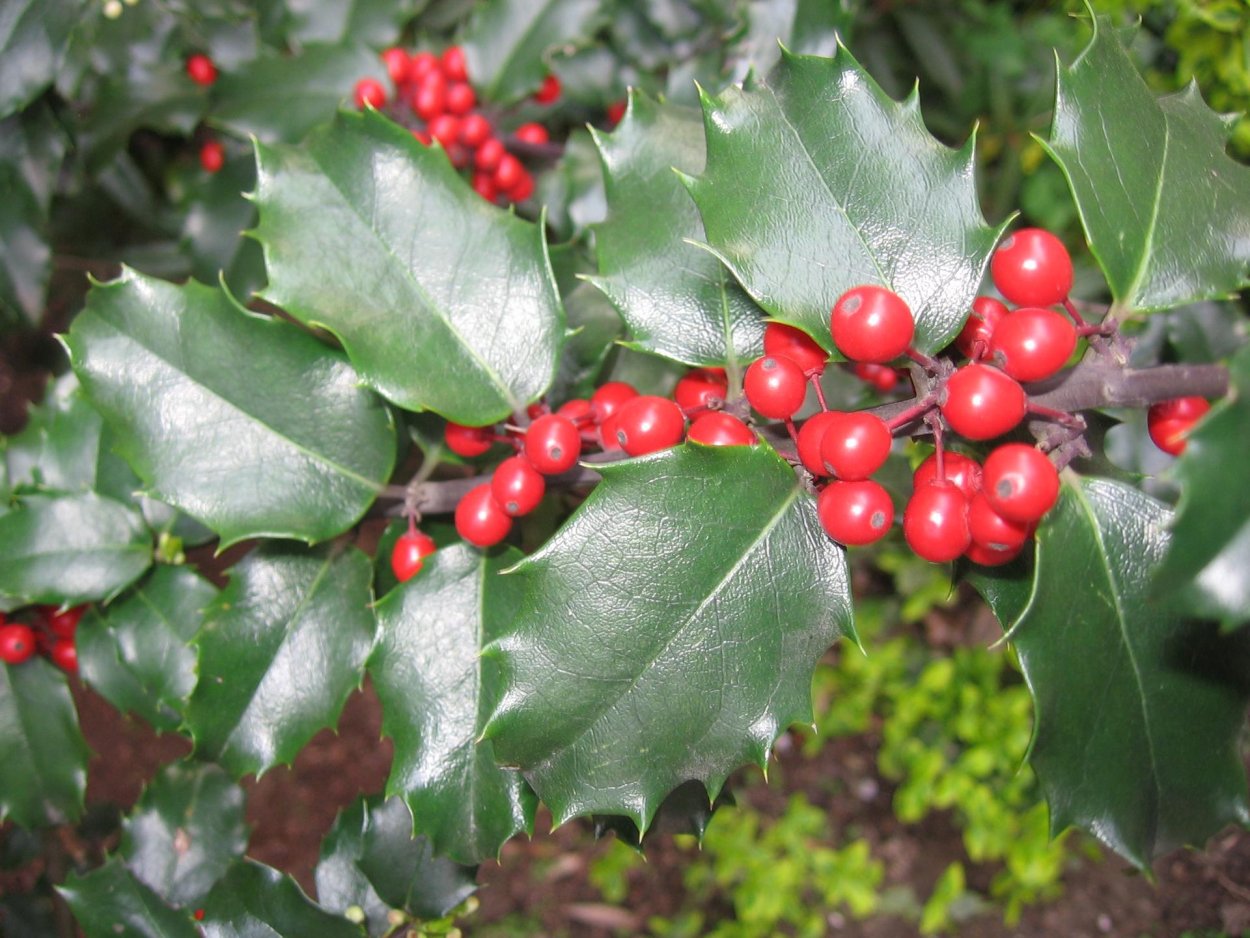 Падуб остролистный карликовый