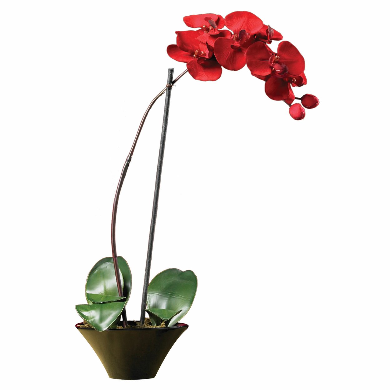 Фаленопсис Bloemfontein