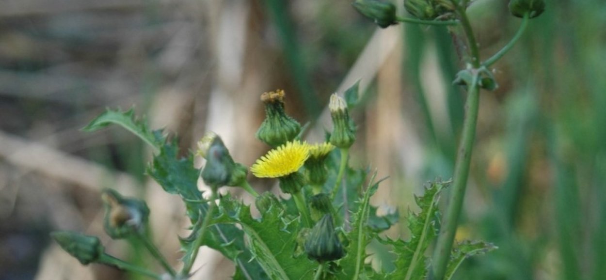 Бурьян ящевик