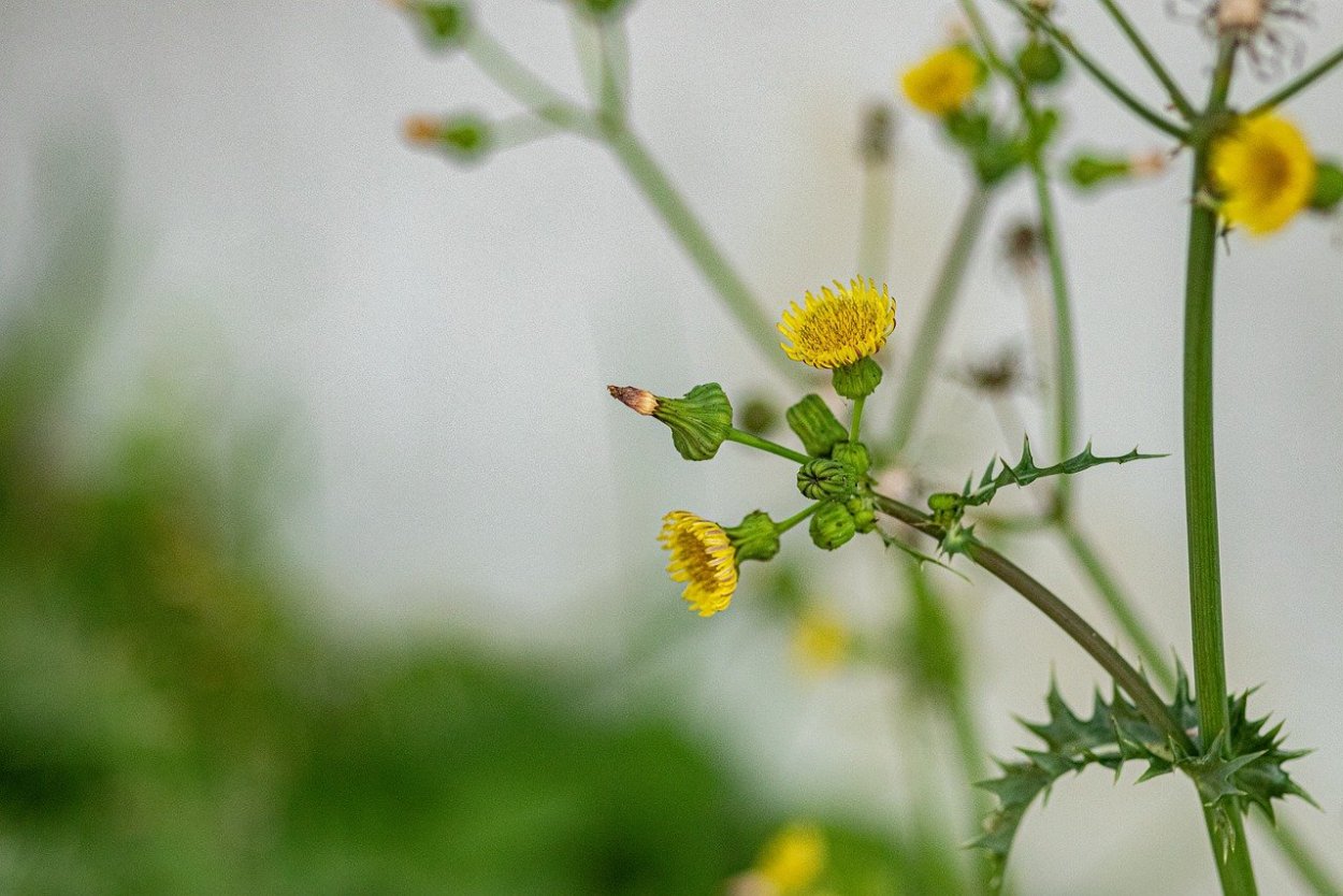 Латук дикий (Lactuca virosa)