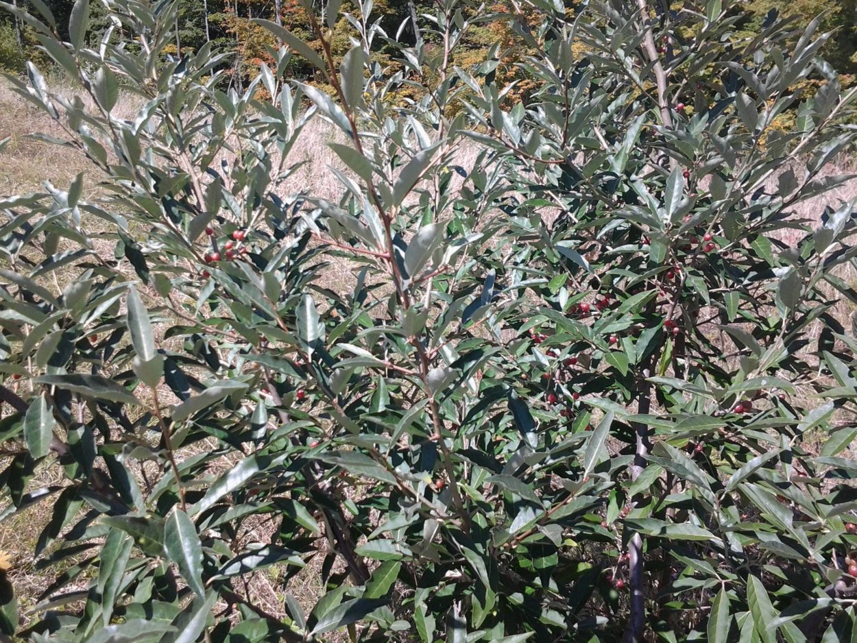 Кустарник с продолговатыми листьями