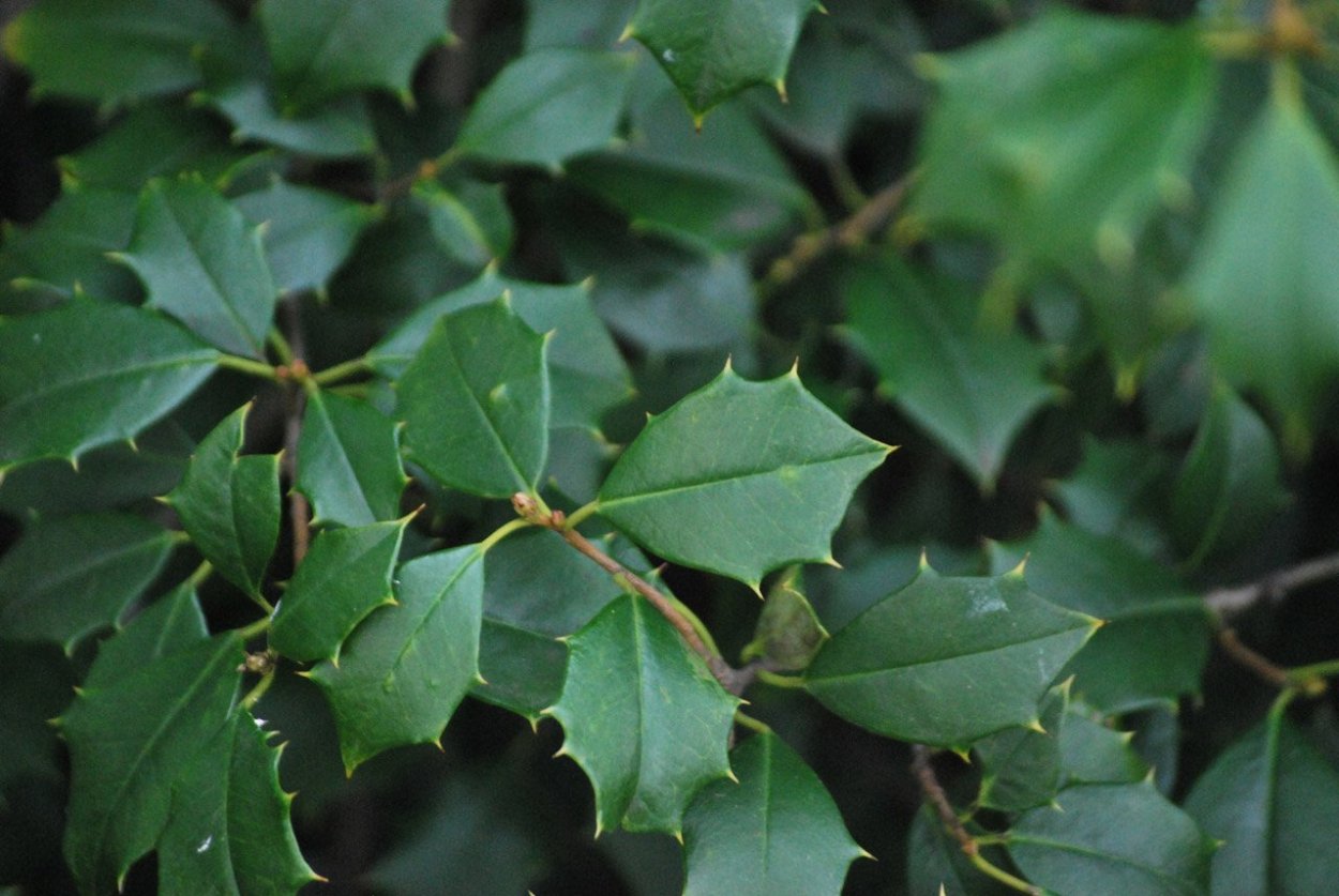 Кустарник с колючими листьями