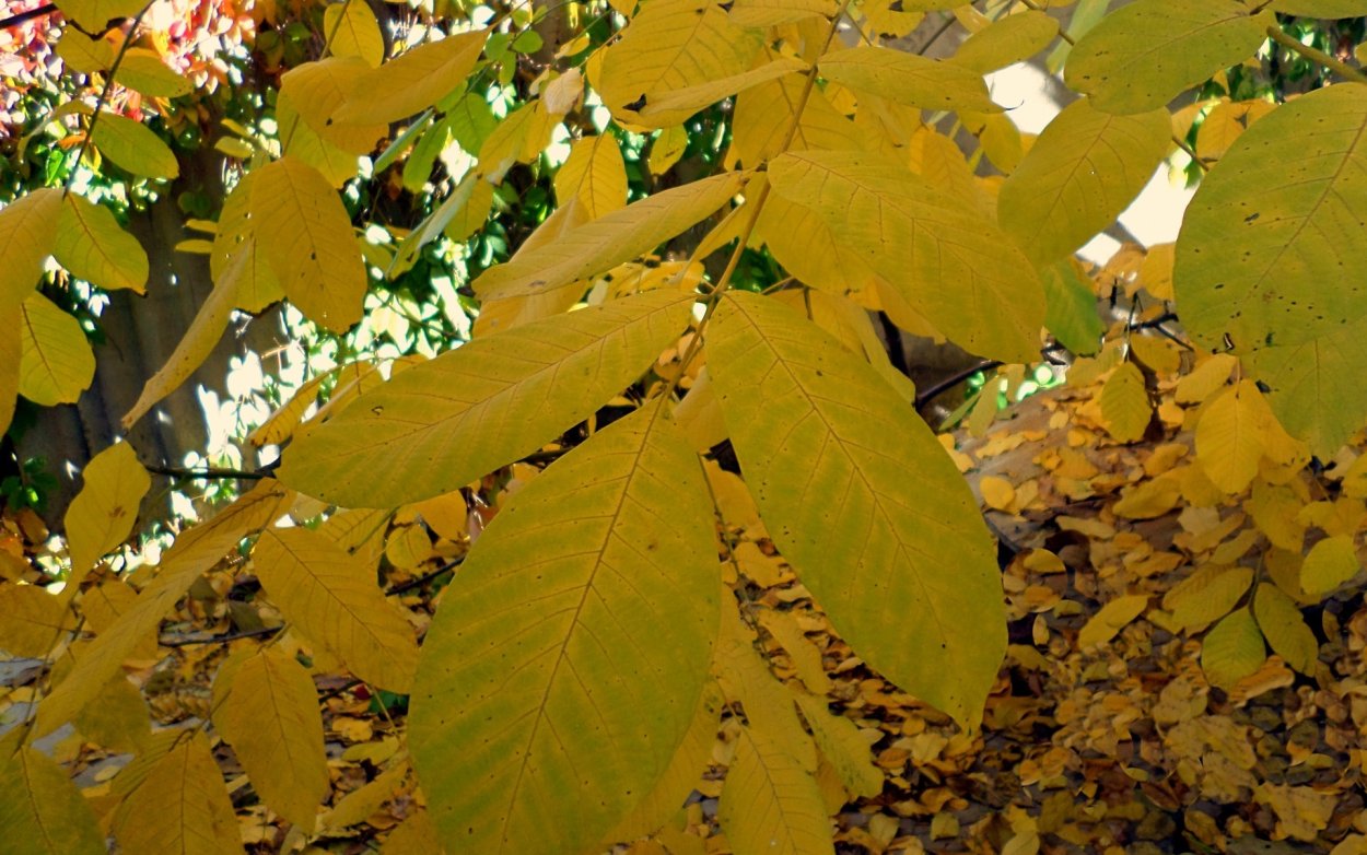 Ясень маньчжурский