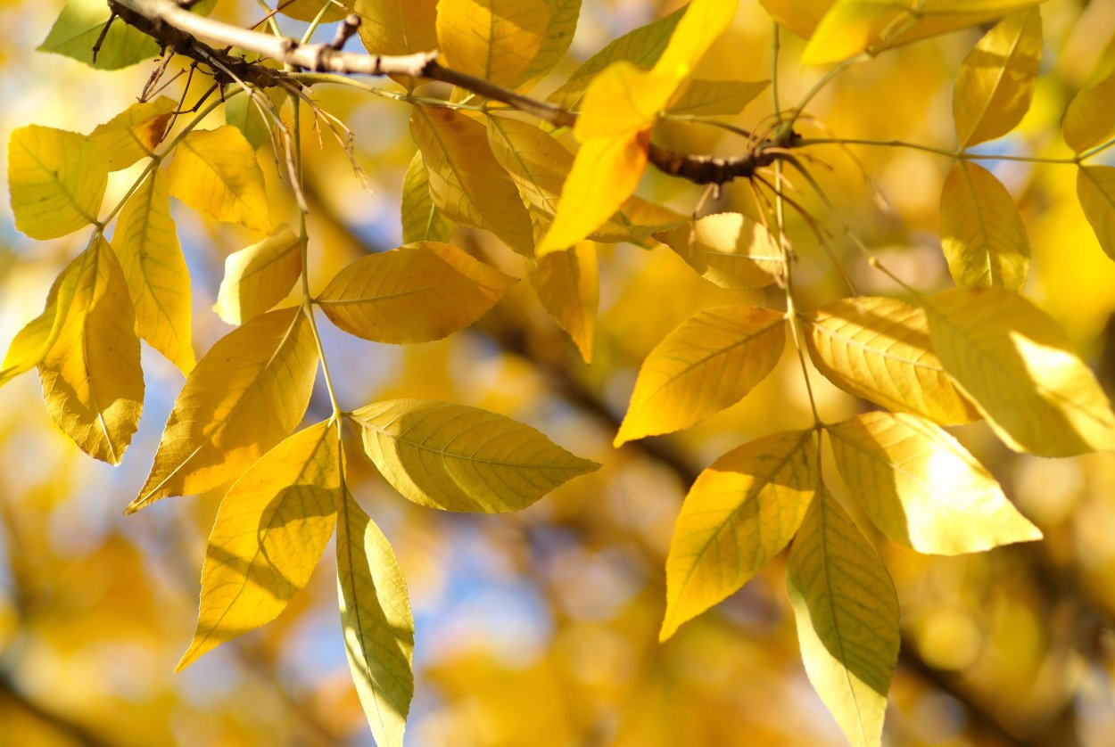 Ясень осенью