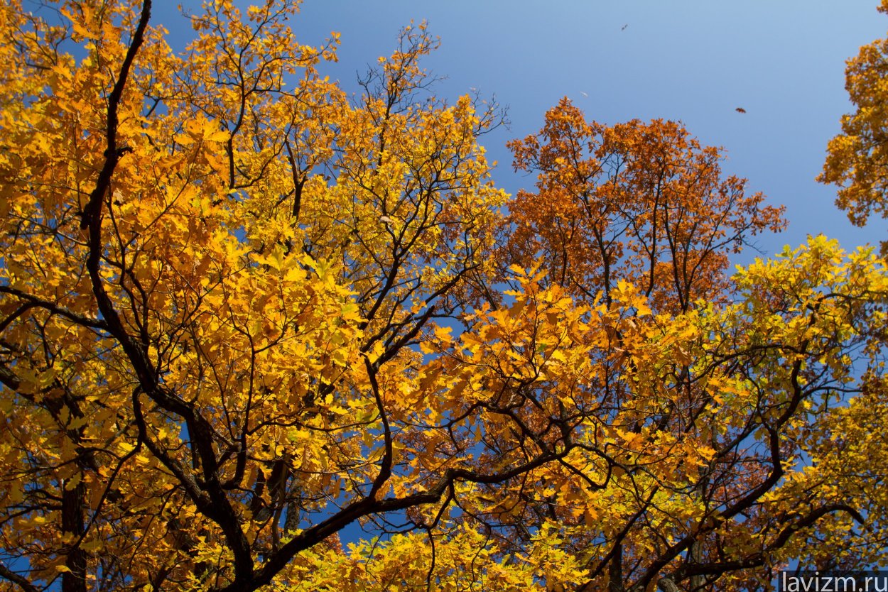 Ясень дерево осенью