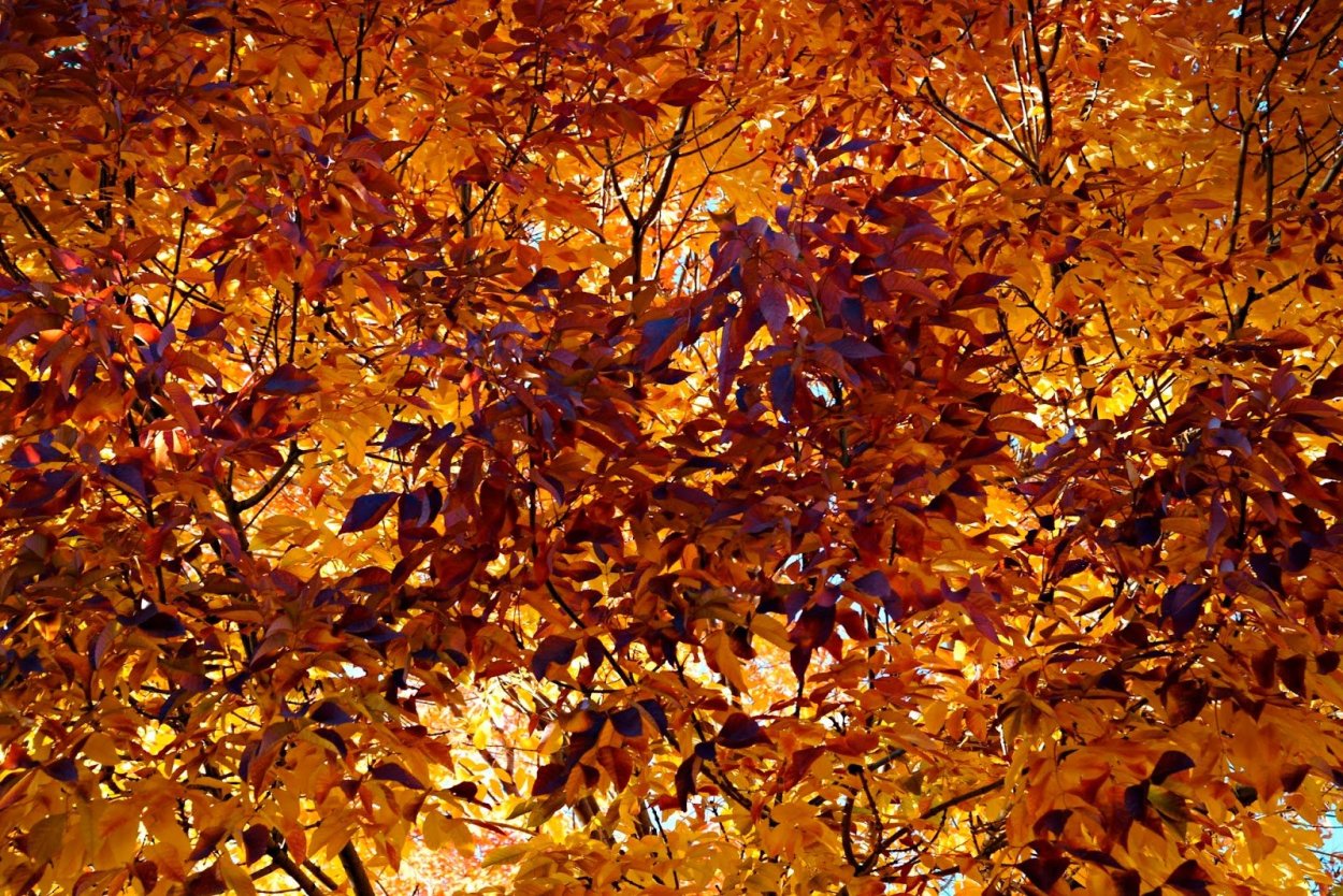 Листья ясеня осенью