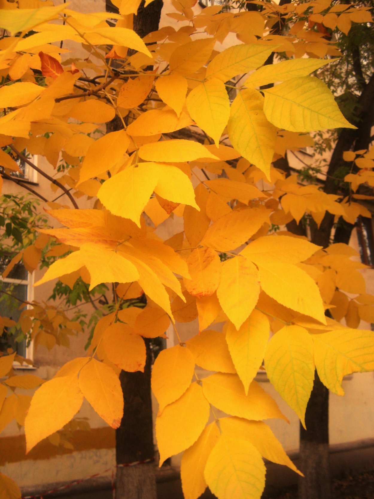 Ясень обыкновенный листья осенью