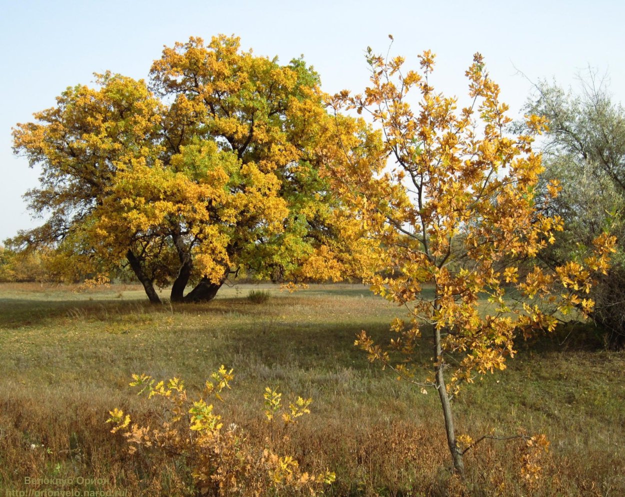 Ясень в горах