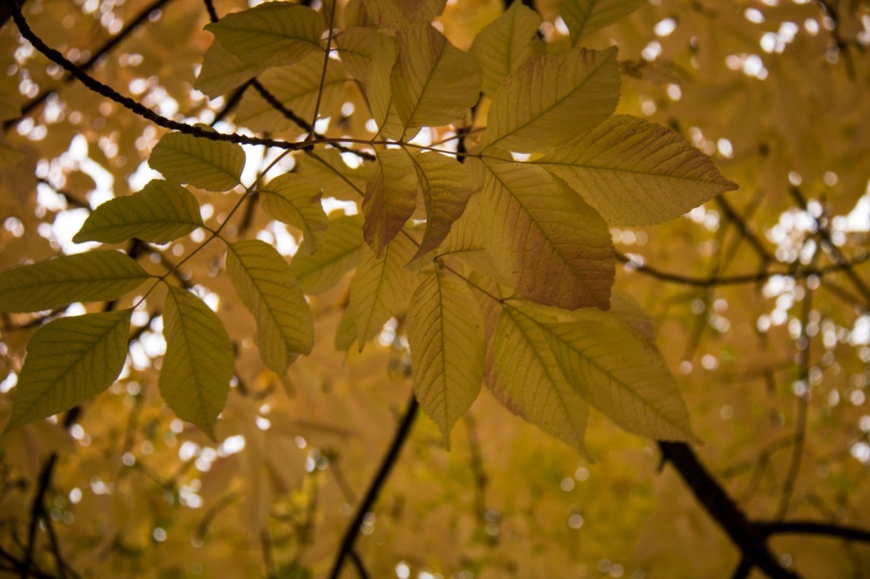 Fraxinus Americana autumn Purple