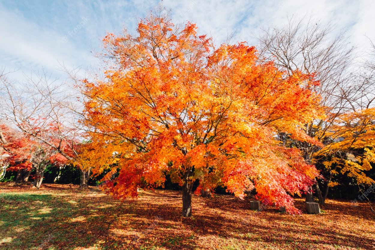 Дерево похожее на ясень листьями