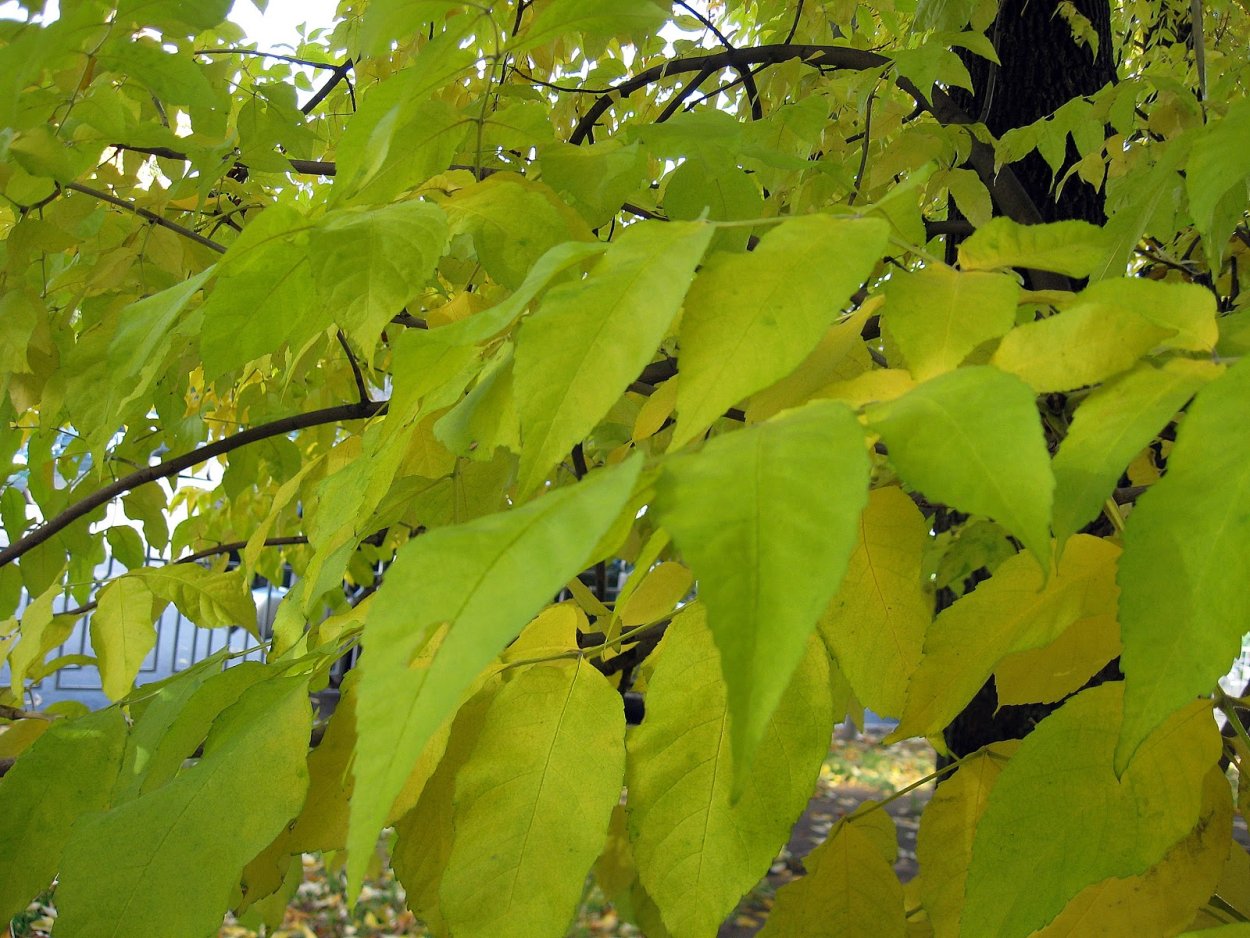 Желтые ясени осенью