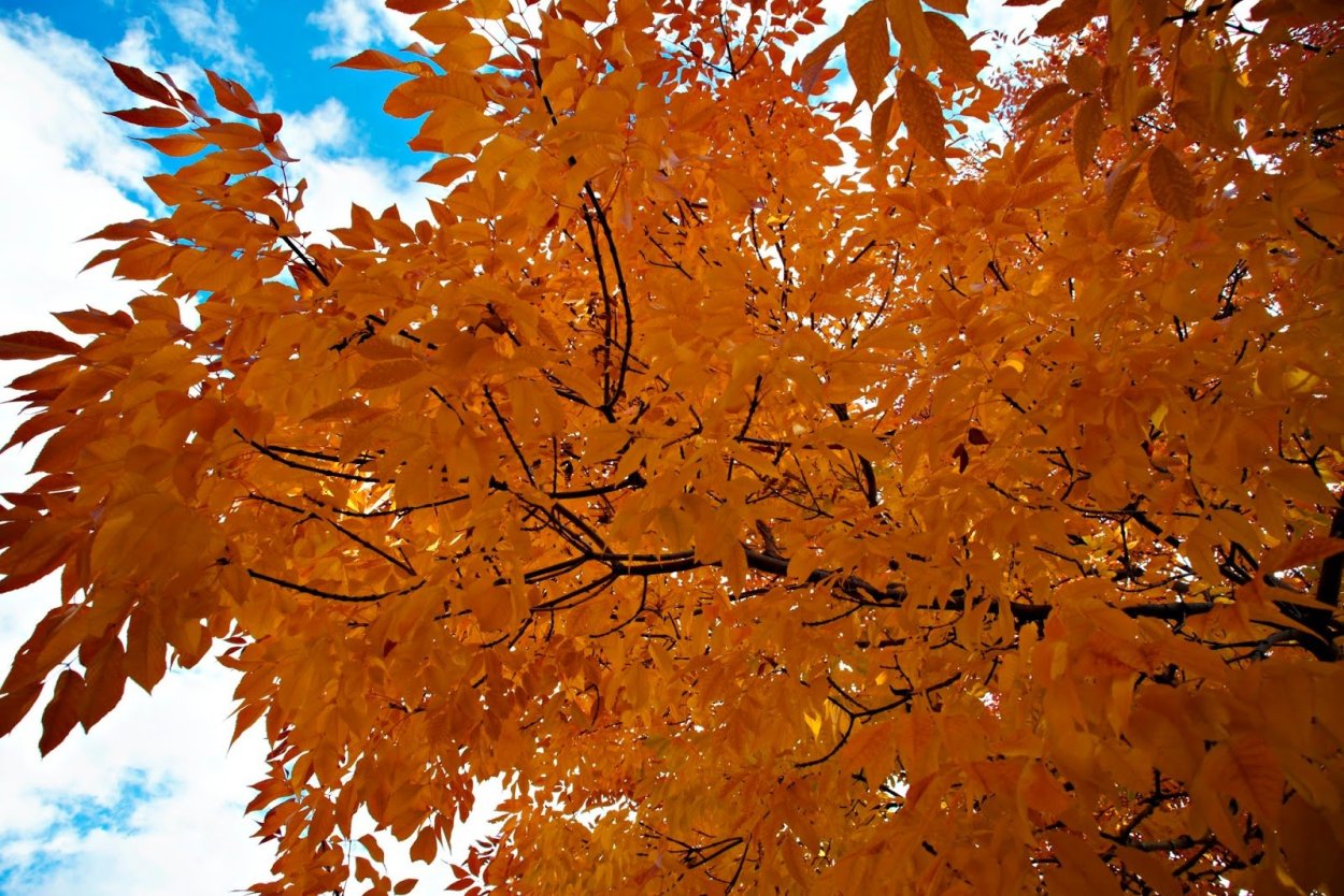 Ясень дерево листья осенью