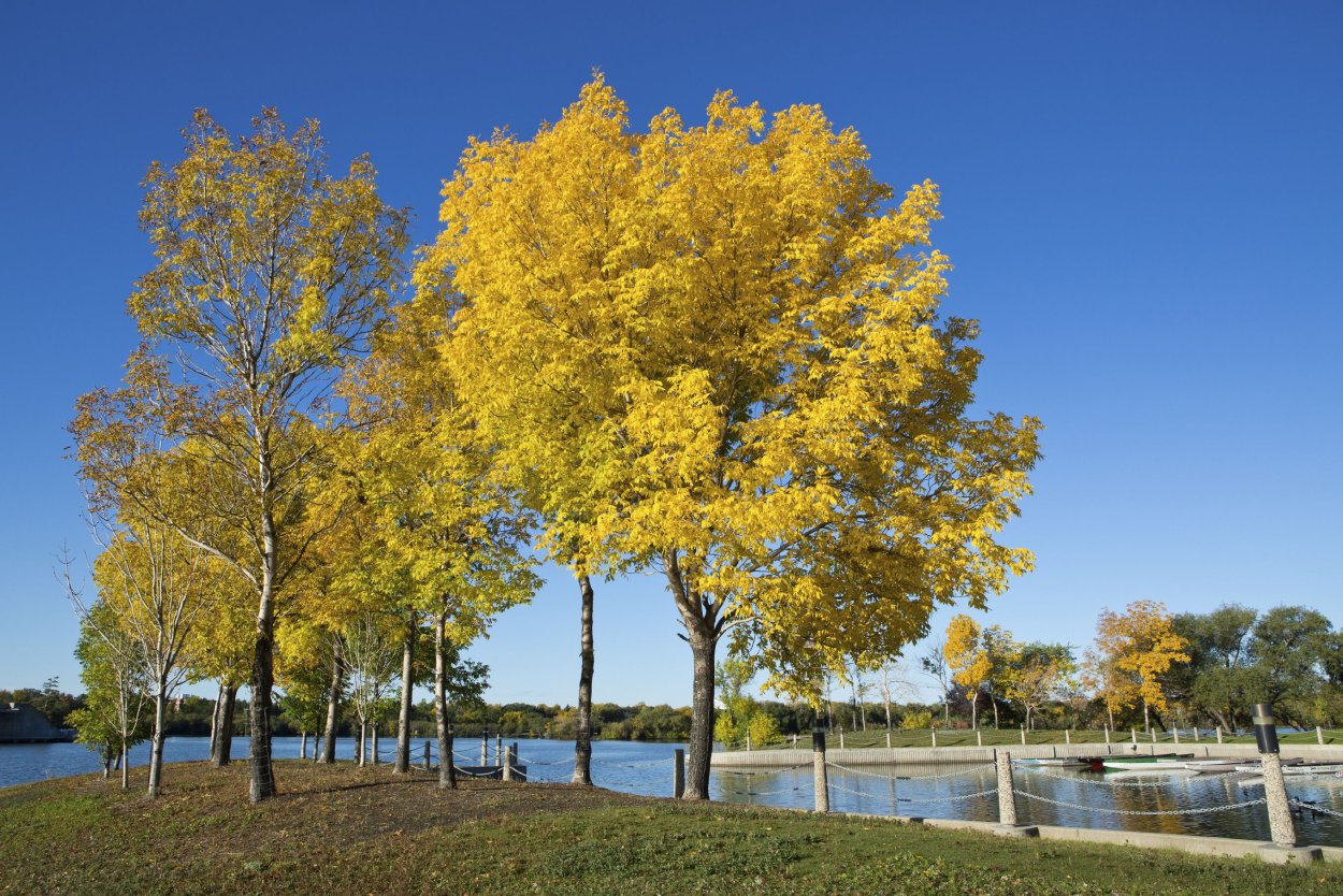 Ясень и ольха