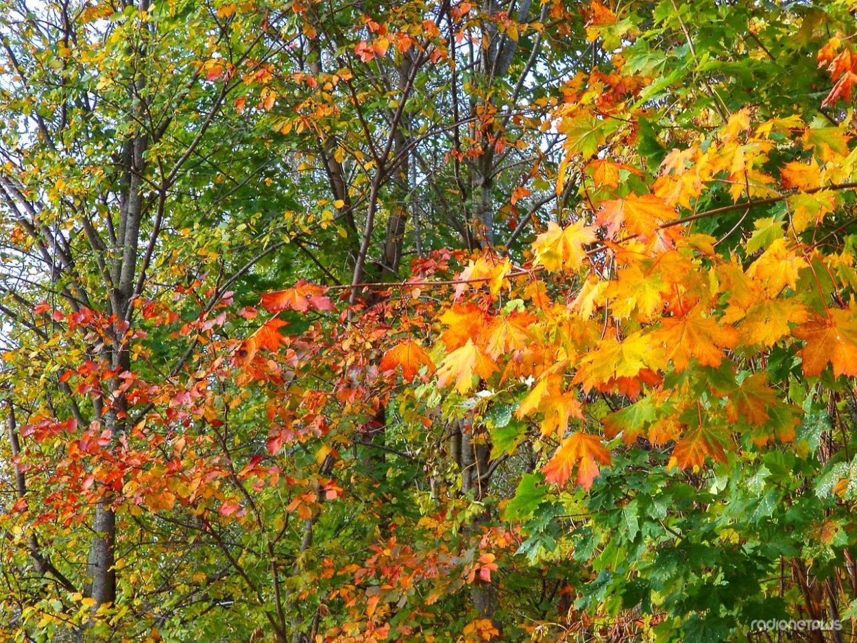 Ясень ветка осень