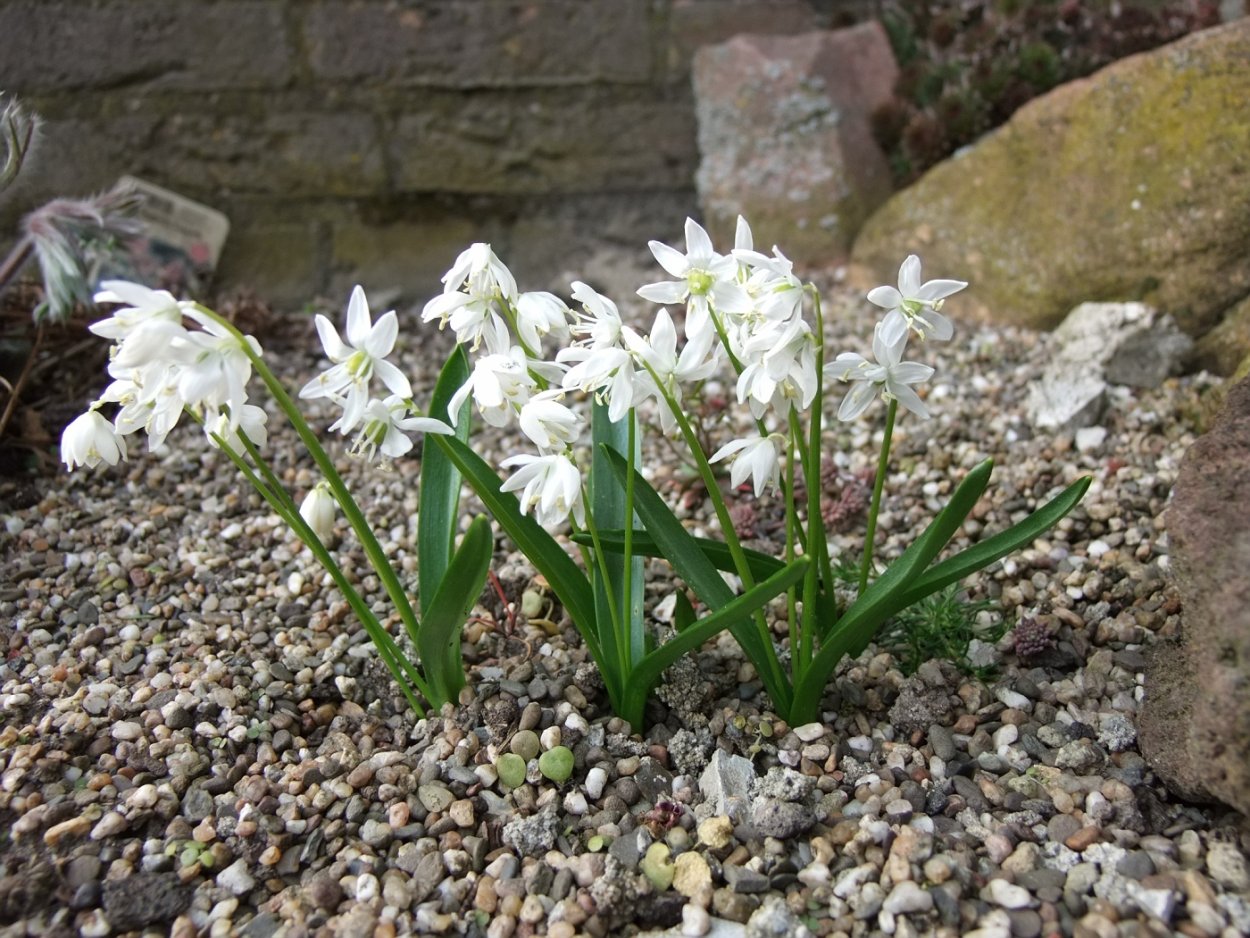 Пролеска Сибирская Альба