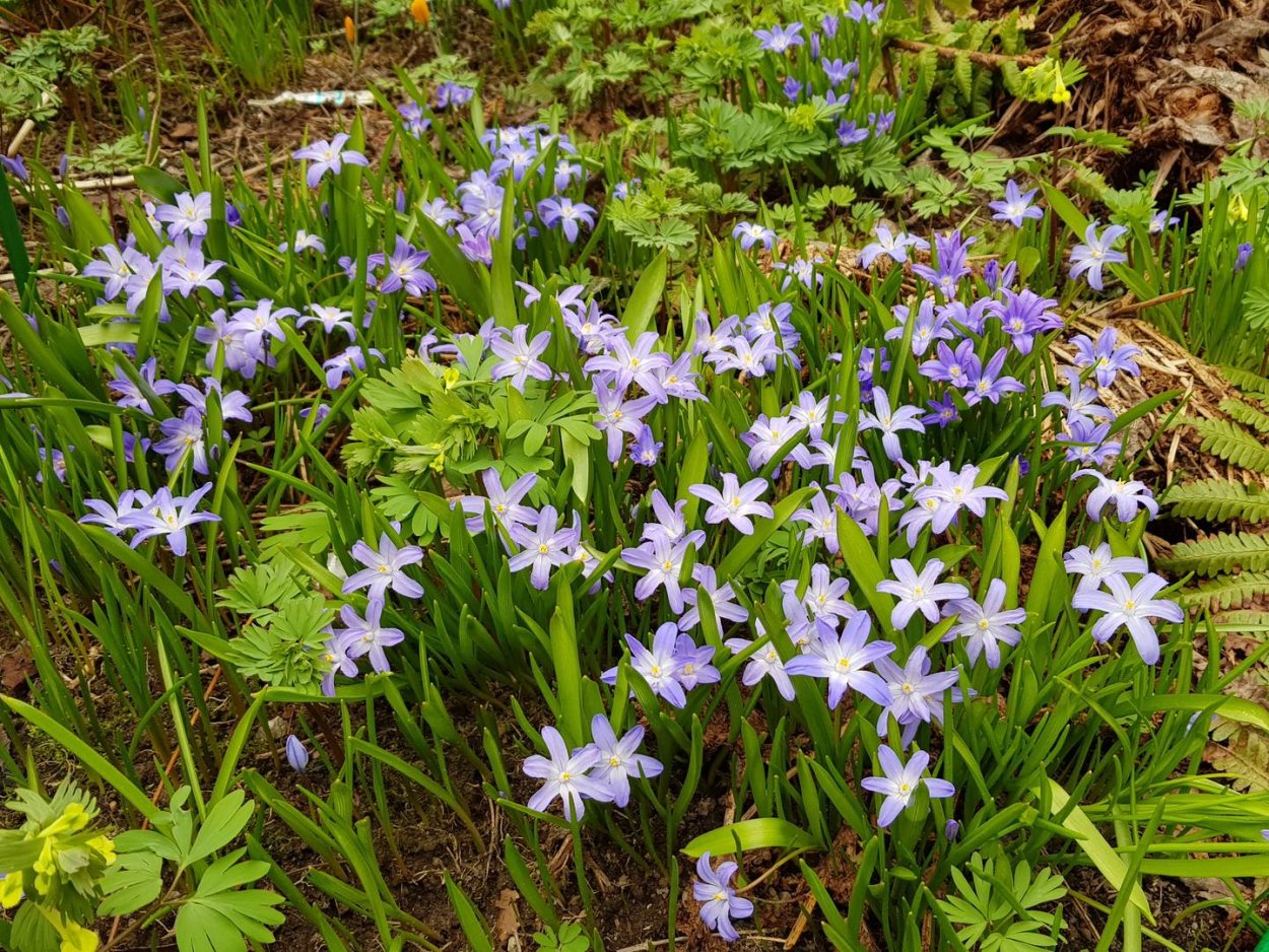 Мелколуковичные многолетники сорняки