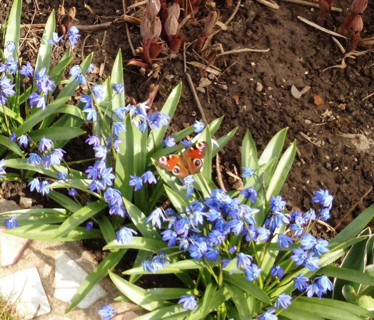 Крокусы, пушкиния, Сцилла