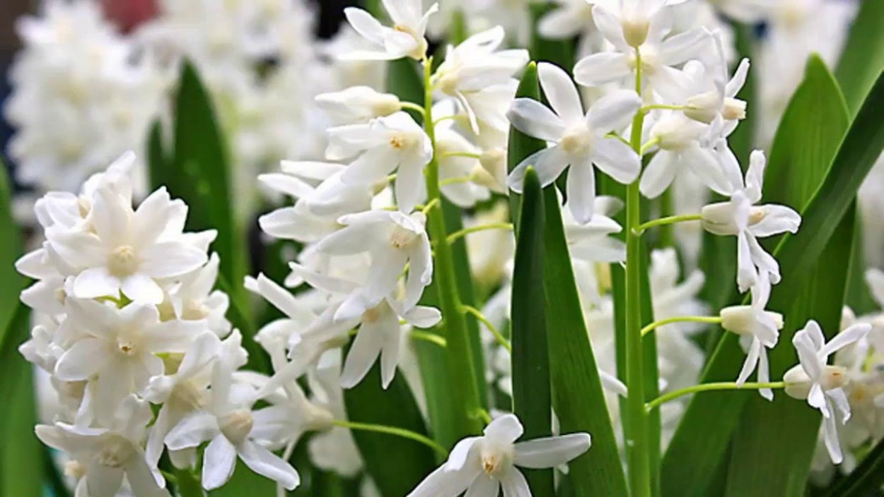 Пушкиния libanotica