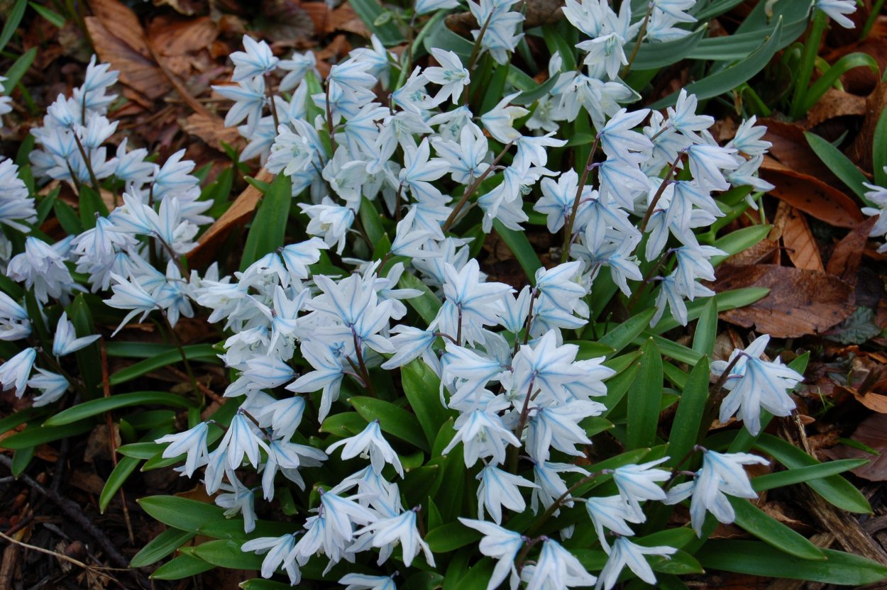 Мускари Арменикум