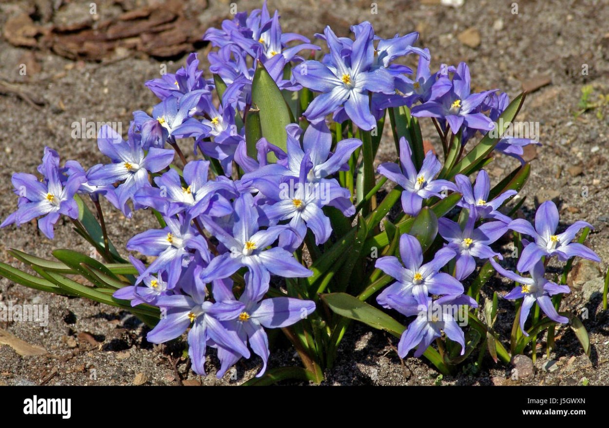 Хионодокса luciliae (gigantea)