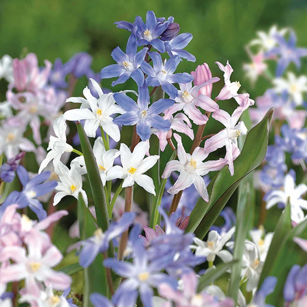 В. пролеска Сибирская Scilla sibirica Andr.