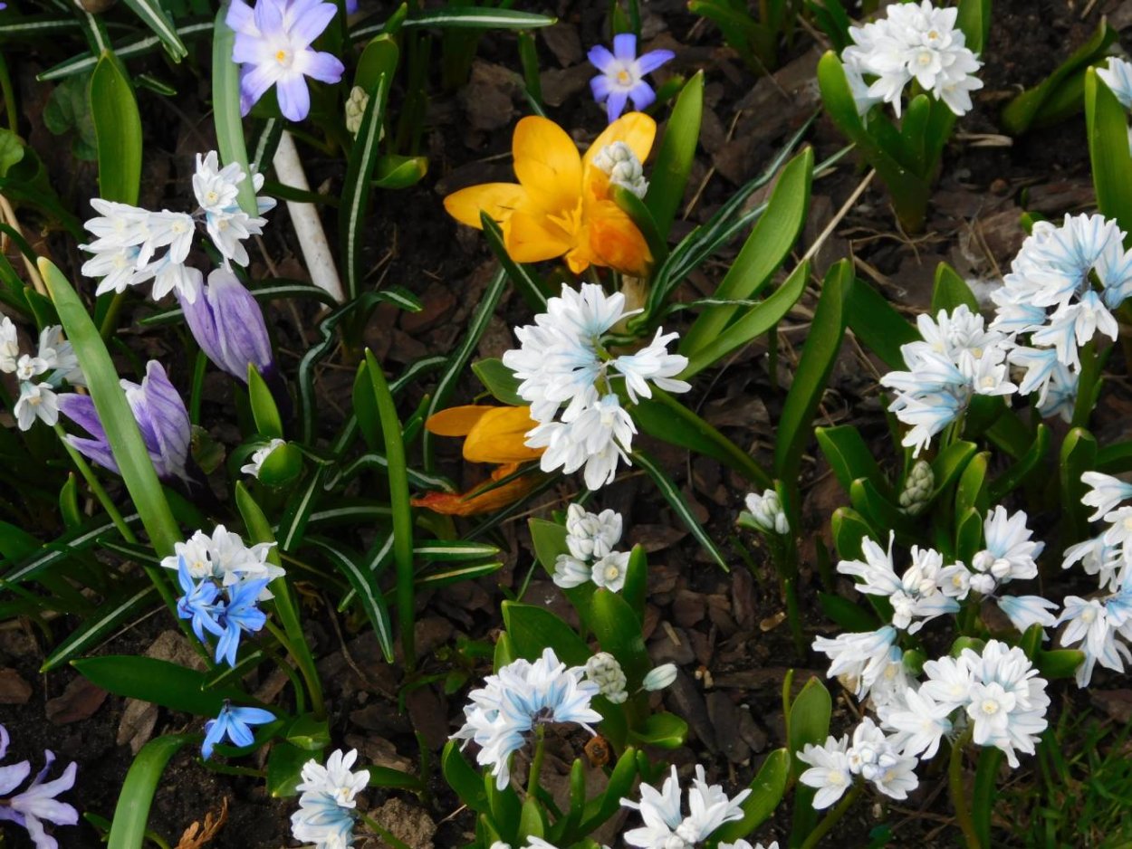 Крокусы на клумбе