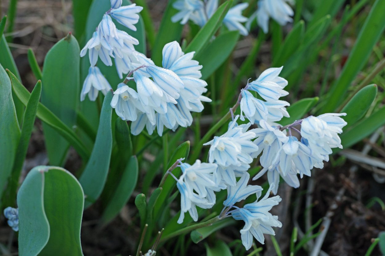 Сцилла Сибирская