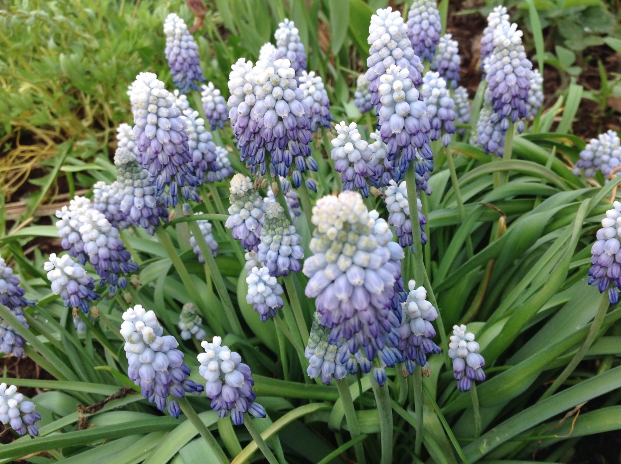 Мускари Сцилла Сибирская