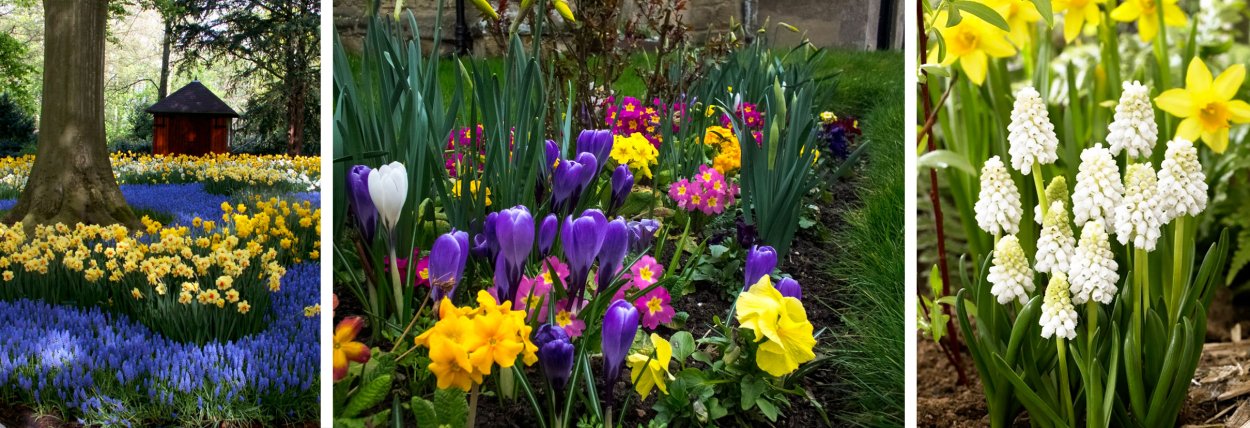 Пролеска колокольчатая