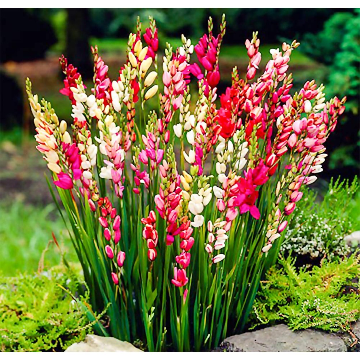 Птицемлечник белый и Крокус