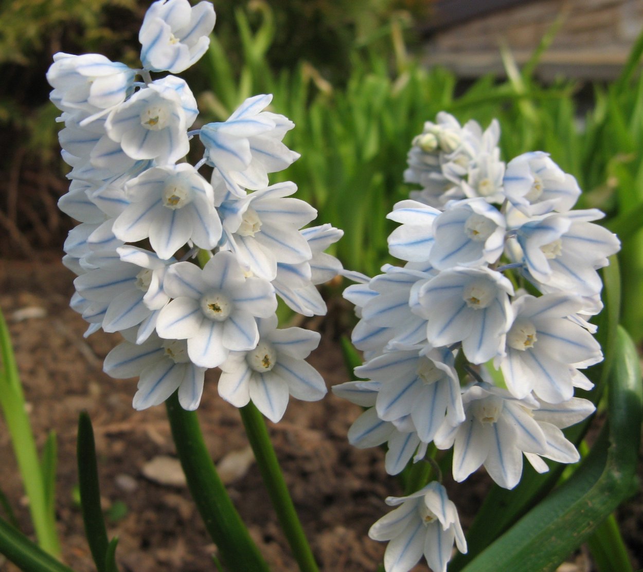 Крокус пролеска колокольчатая