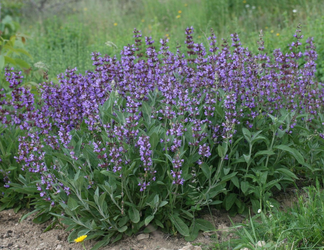 Шалфей лекарственный (Salvia)