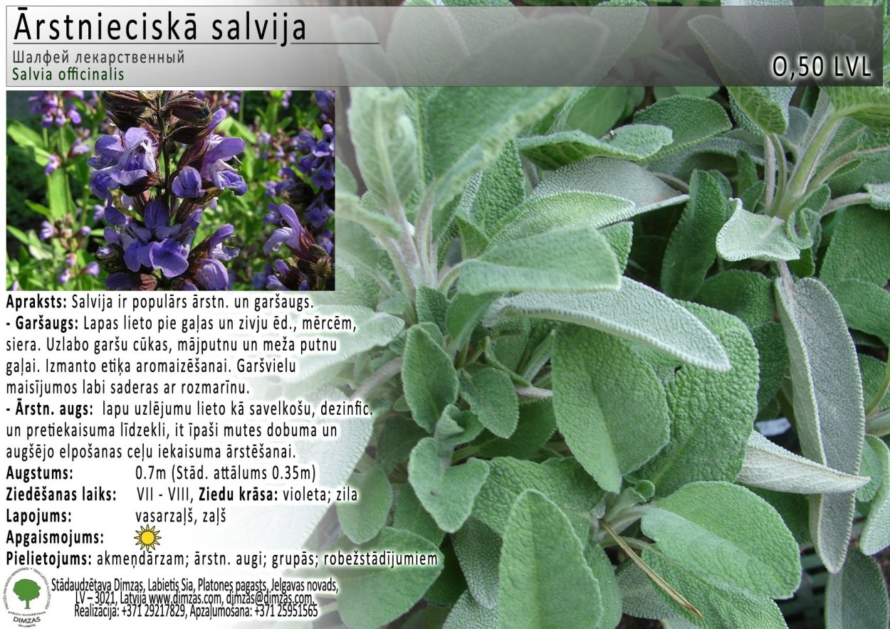 Шалфея лекарственного листья ГФ