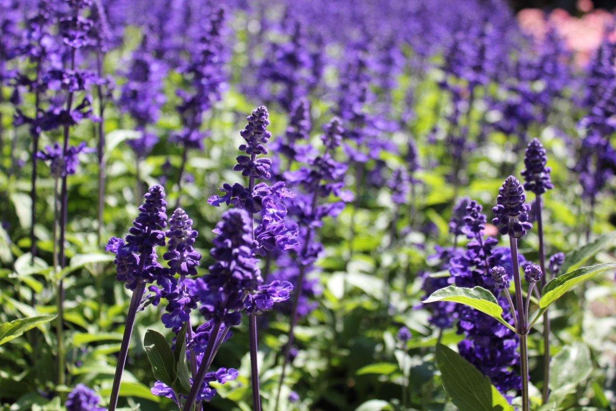 Шалфей (Сальвия) мутовчатый