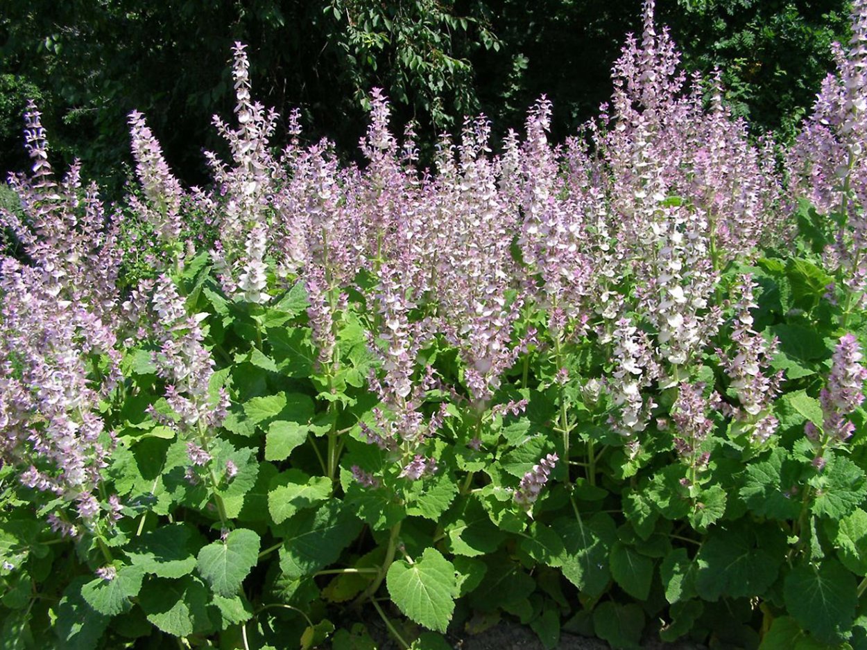 Шалфей мускатный Вознесенский