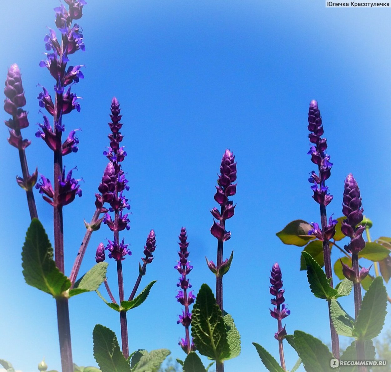 Шалфей Дубравный 'Caradonna'