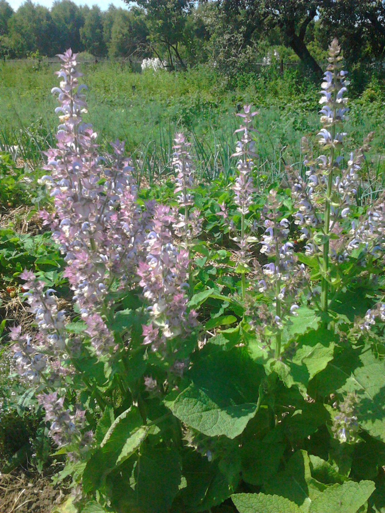 Шалфей Вознесенский