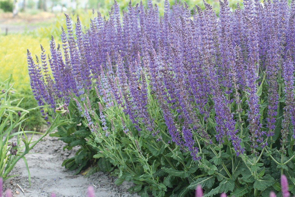 Шалфей Дубравный Майнахт