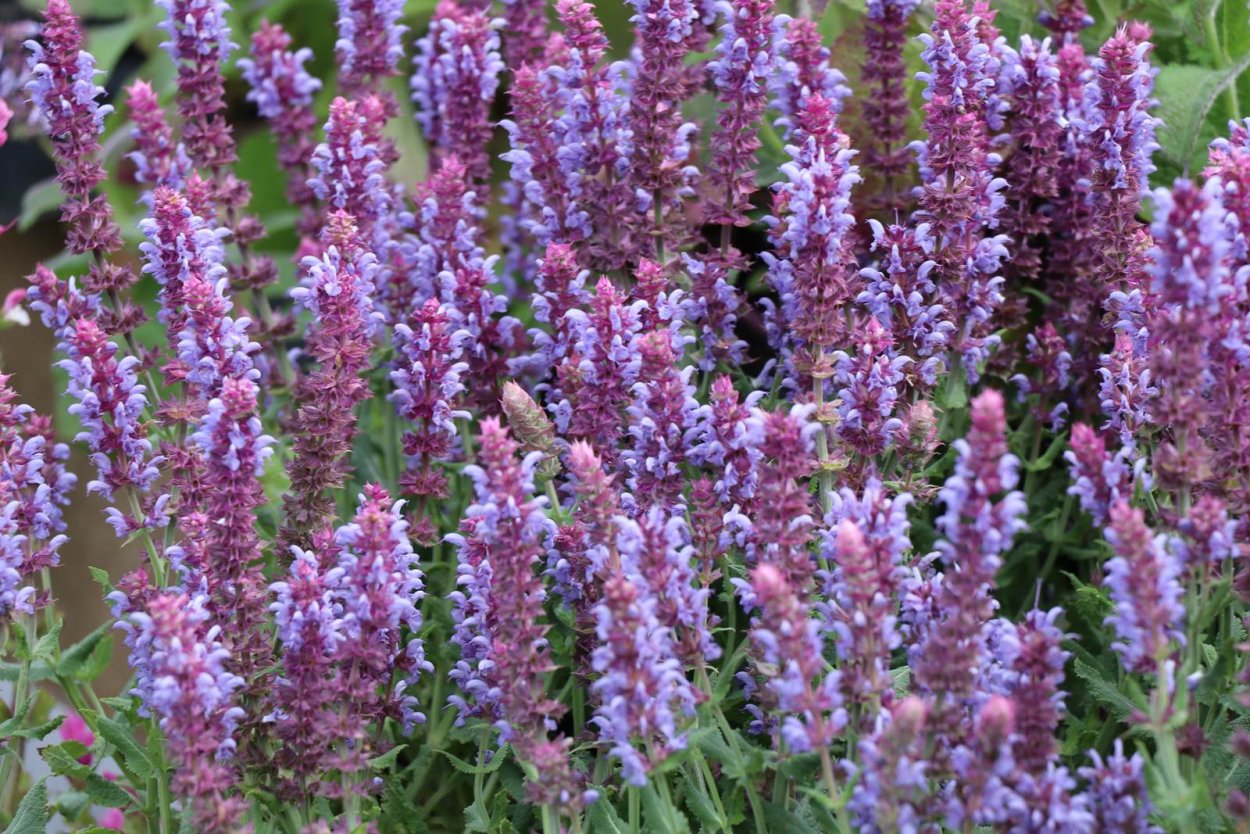 Шалфей Salvia nemorosa Salute Ice Blue