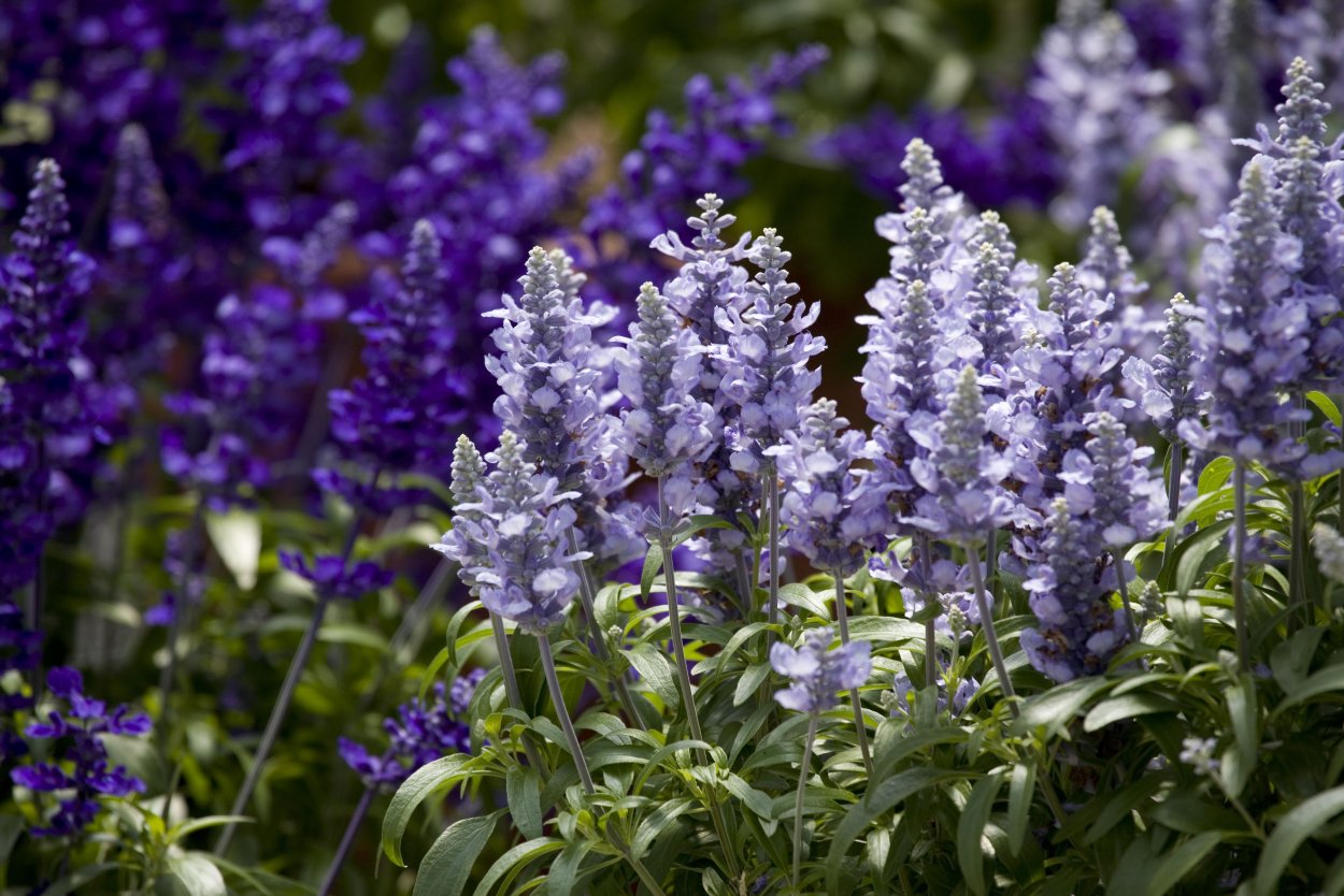 Сальвия (шалфей)