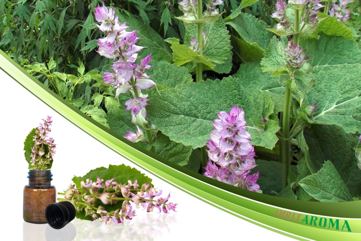 Шалфей Воскресенский