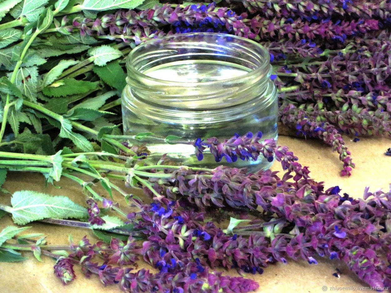 Шалфей лекарственный сушка