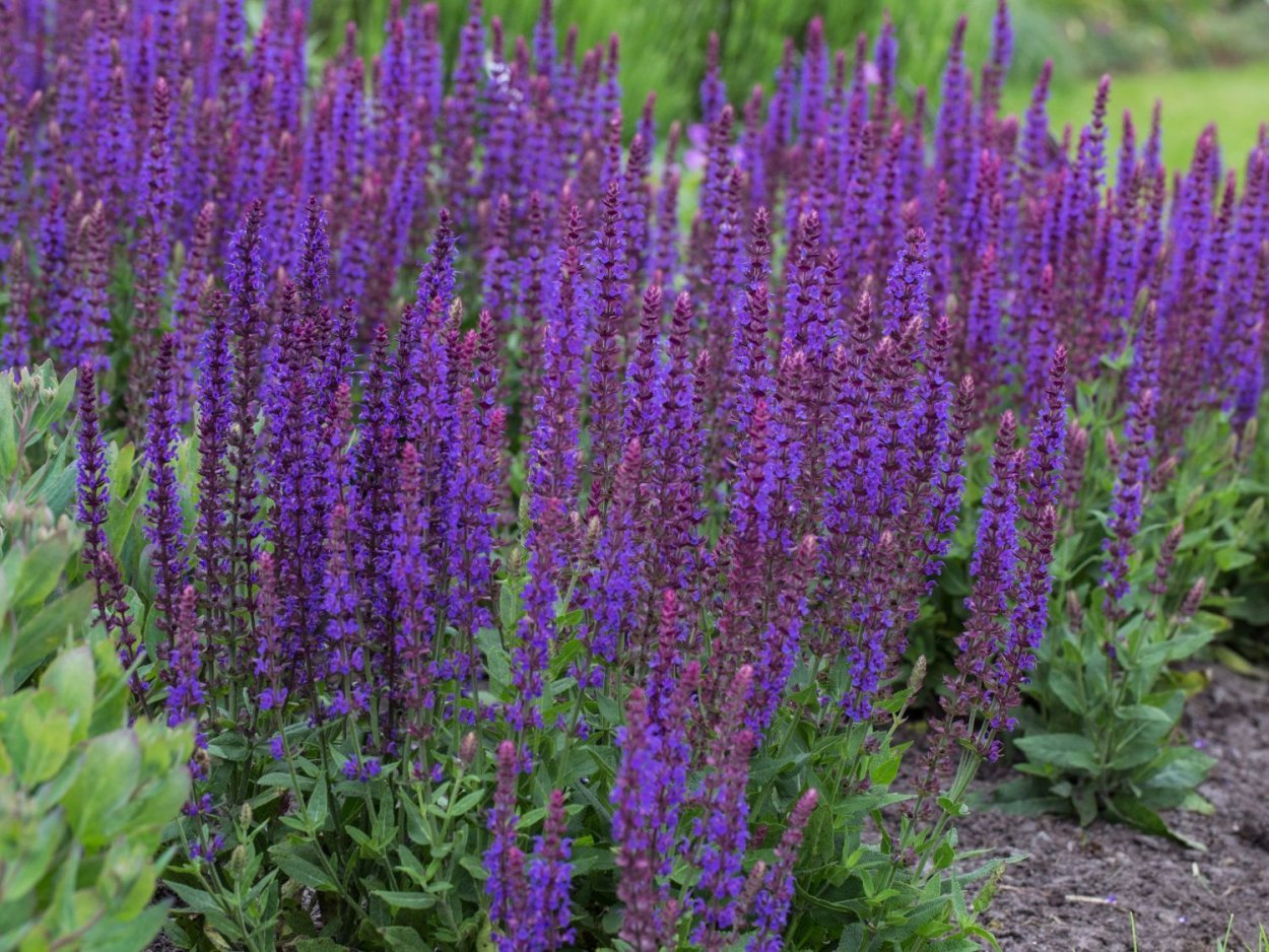 Шалфей Дубравный Ostfriesland