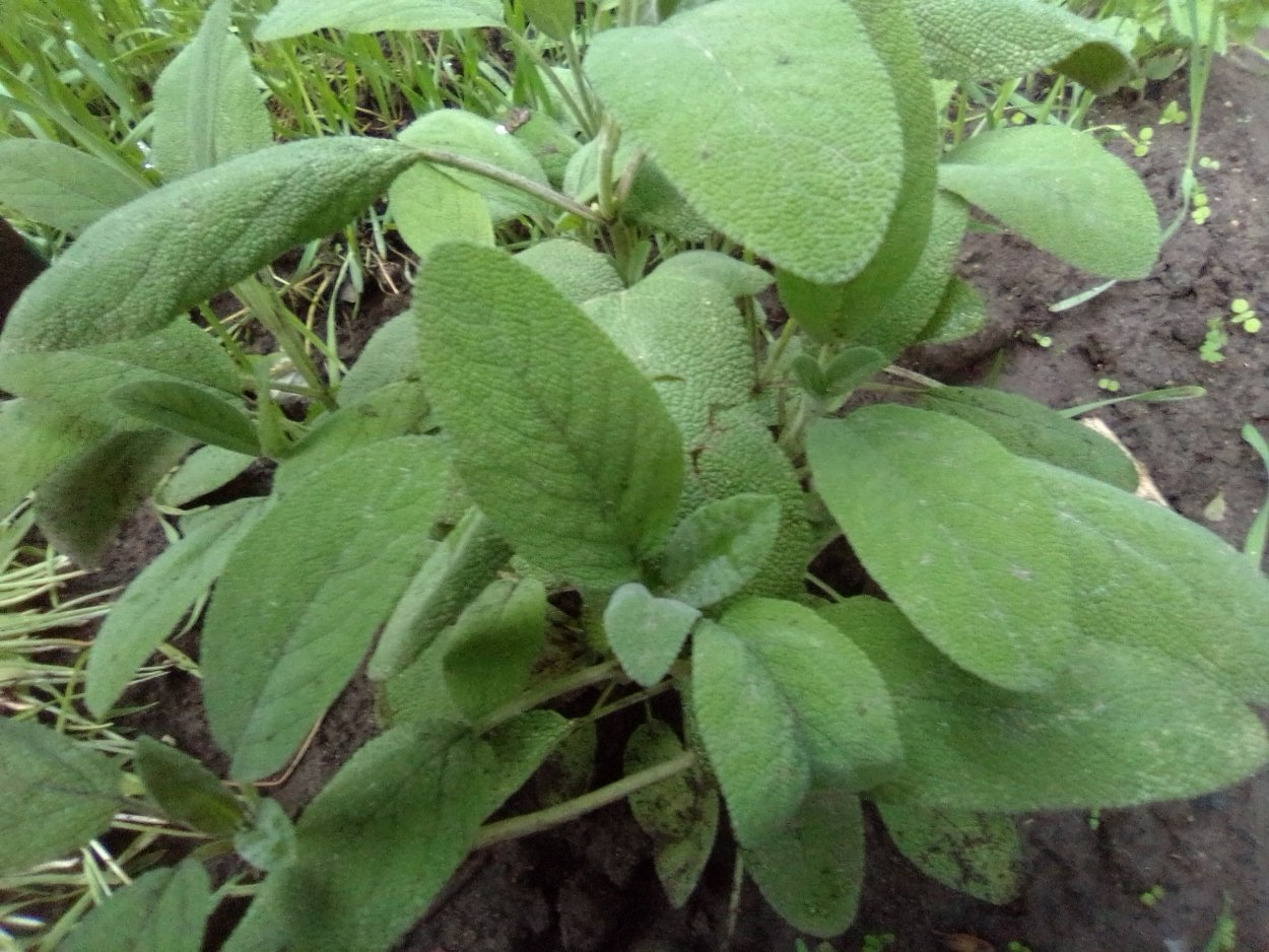 Шалфей Цитрон