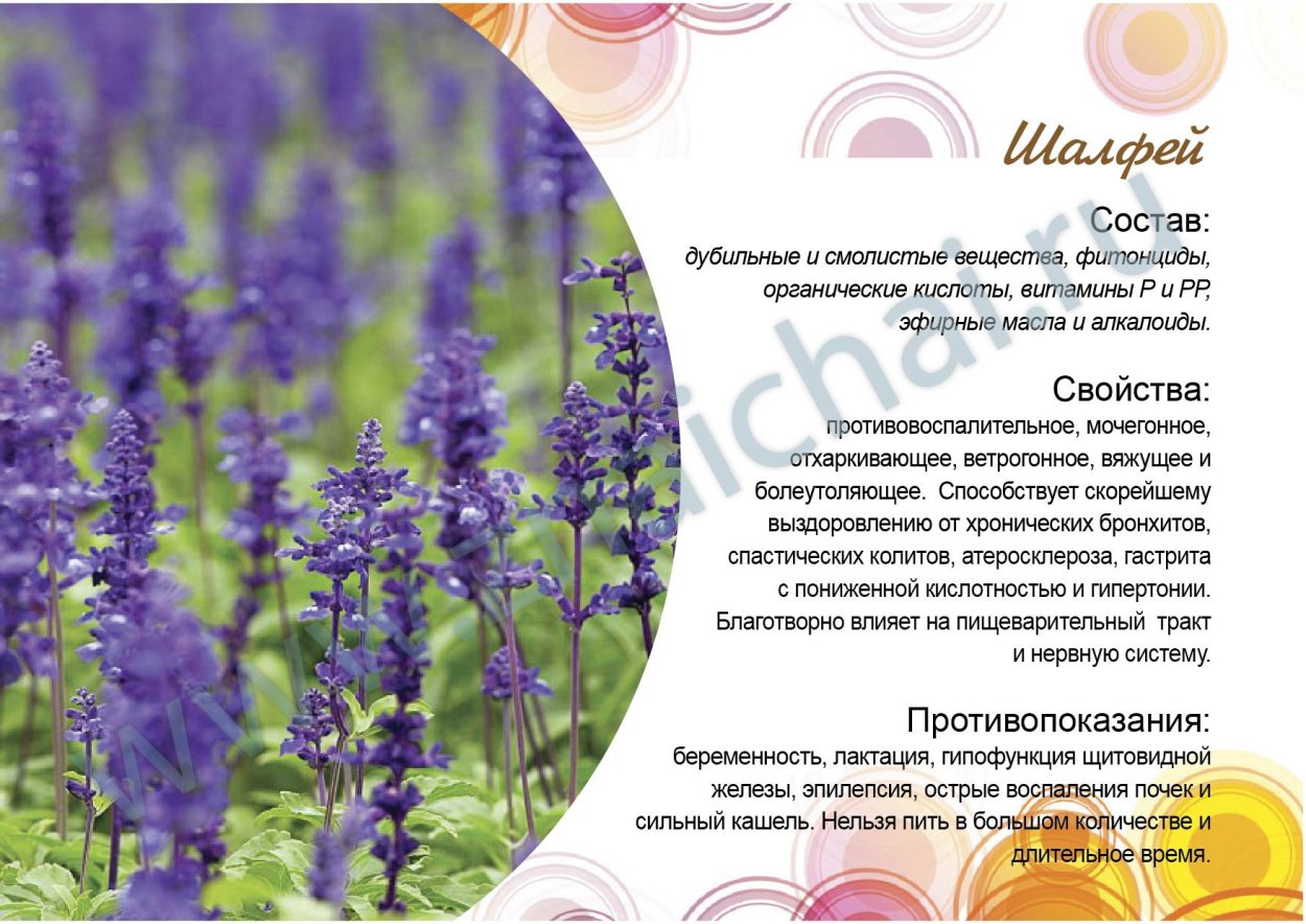 Шалфей целебные свойства растения